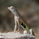 Illustration for article titled This New Polymer Regenerates Large Parts of Itself, Like Lizards Do